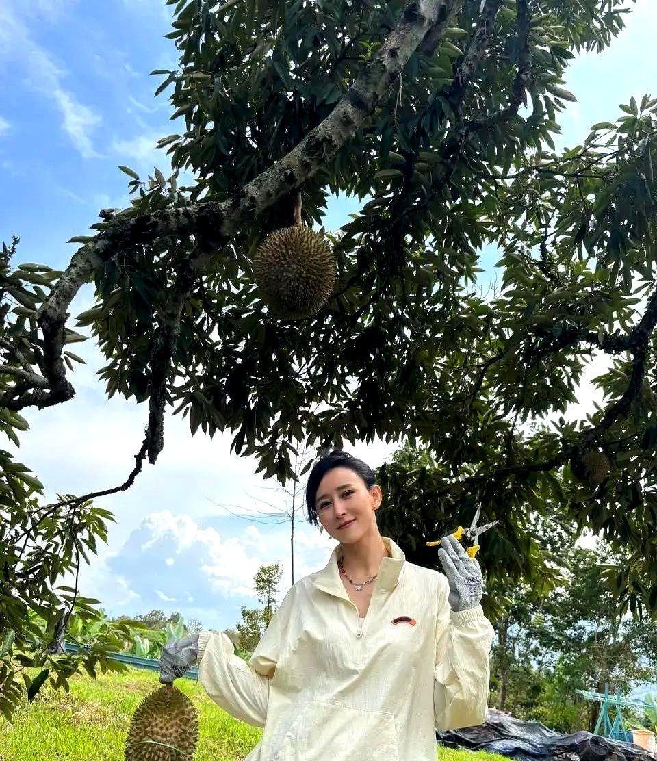 他抡起砍刀劈向榴莲树时，弹幕疯了。三年前综艺里胡静一句“带你们摘榴莲”，她老公