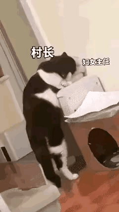 笑不活了，两只猫咪情景再现，演绎的有声有色，不过这个视频有点加戏了，不仅有村长和