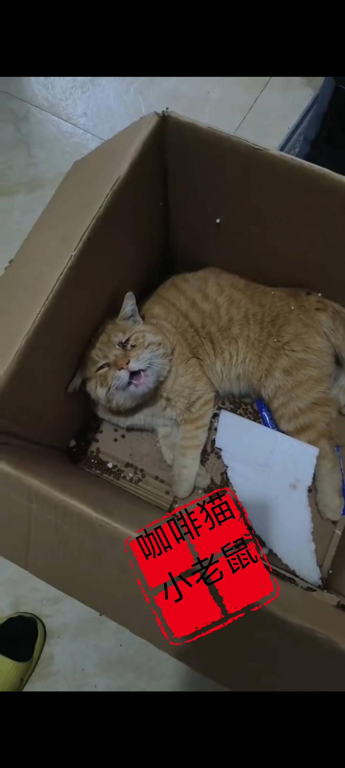 这是这只老猫生命当中的最后一刻，也是她唯一用毕生的精力再次发出锵锵有力的呐喊声，