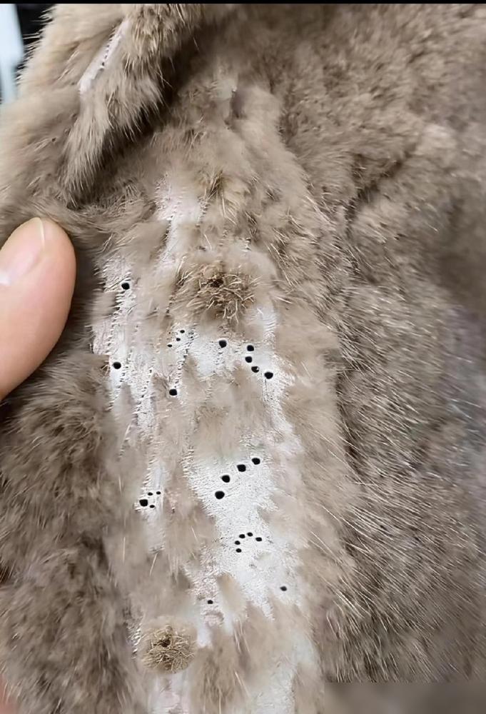 以后谁再说兔毛皮草能随便下水，我直接把家里那件洗成“枯草堆”的甩他脸上。天冷