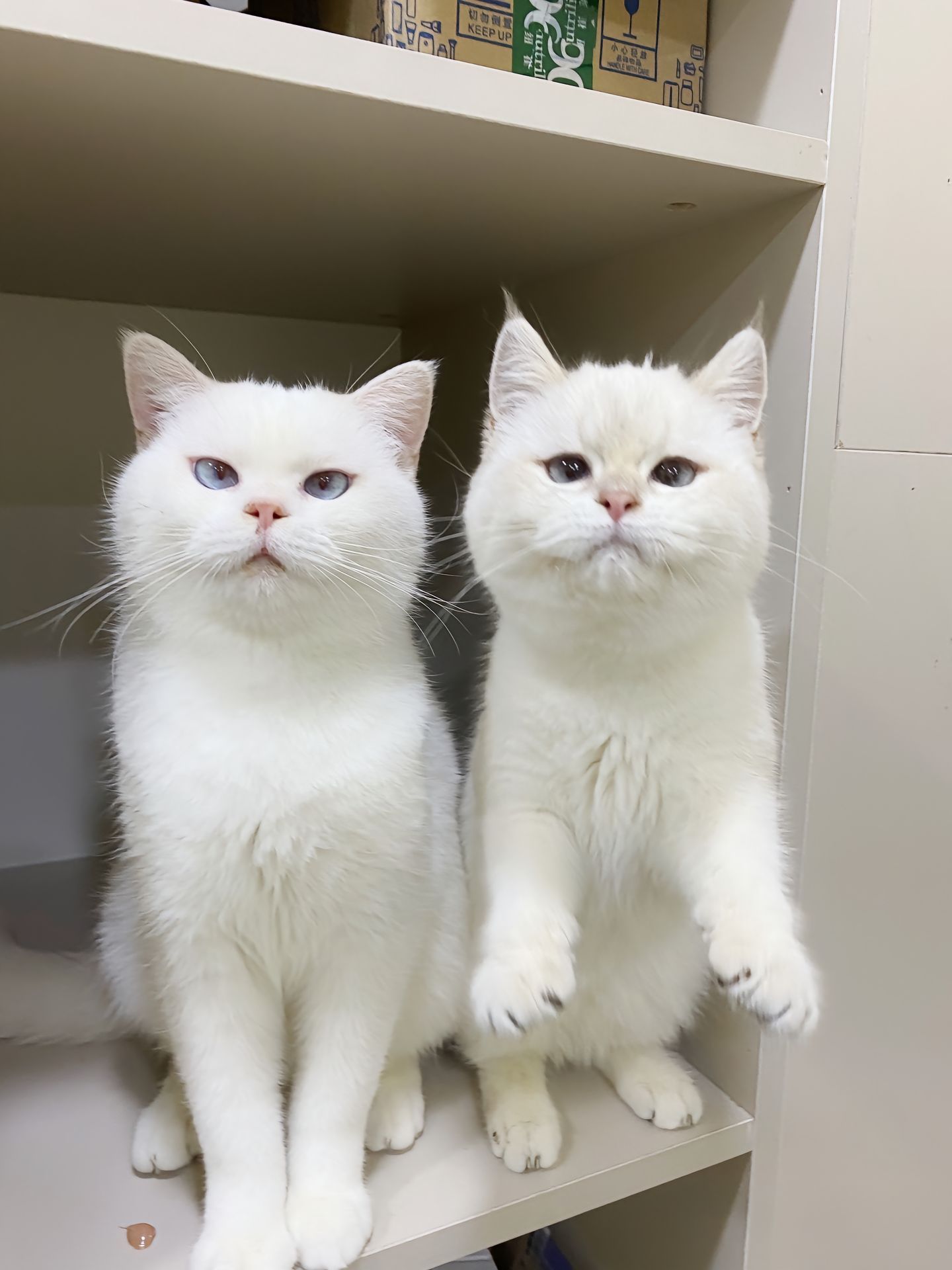 快来看啊，这是多可爱的小白喵[捂眼睛]​​​