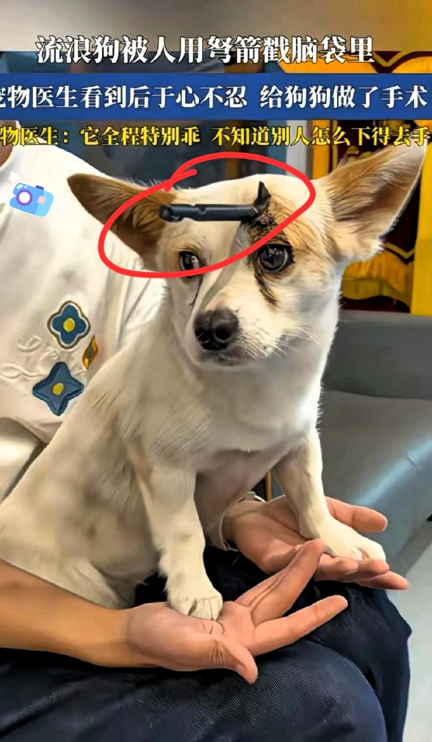 一条流浪狗狗在路上走着有人发现它的头上怎么有一根木棍走近了才看清，那哪是普通