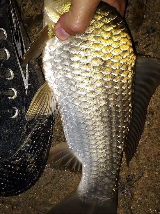 12月23日，中科院官宣成功培育出无肌间刺鲫鱼新品系，这一消息让众多“吃鱼怕卡刺