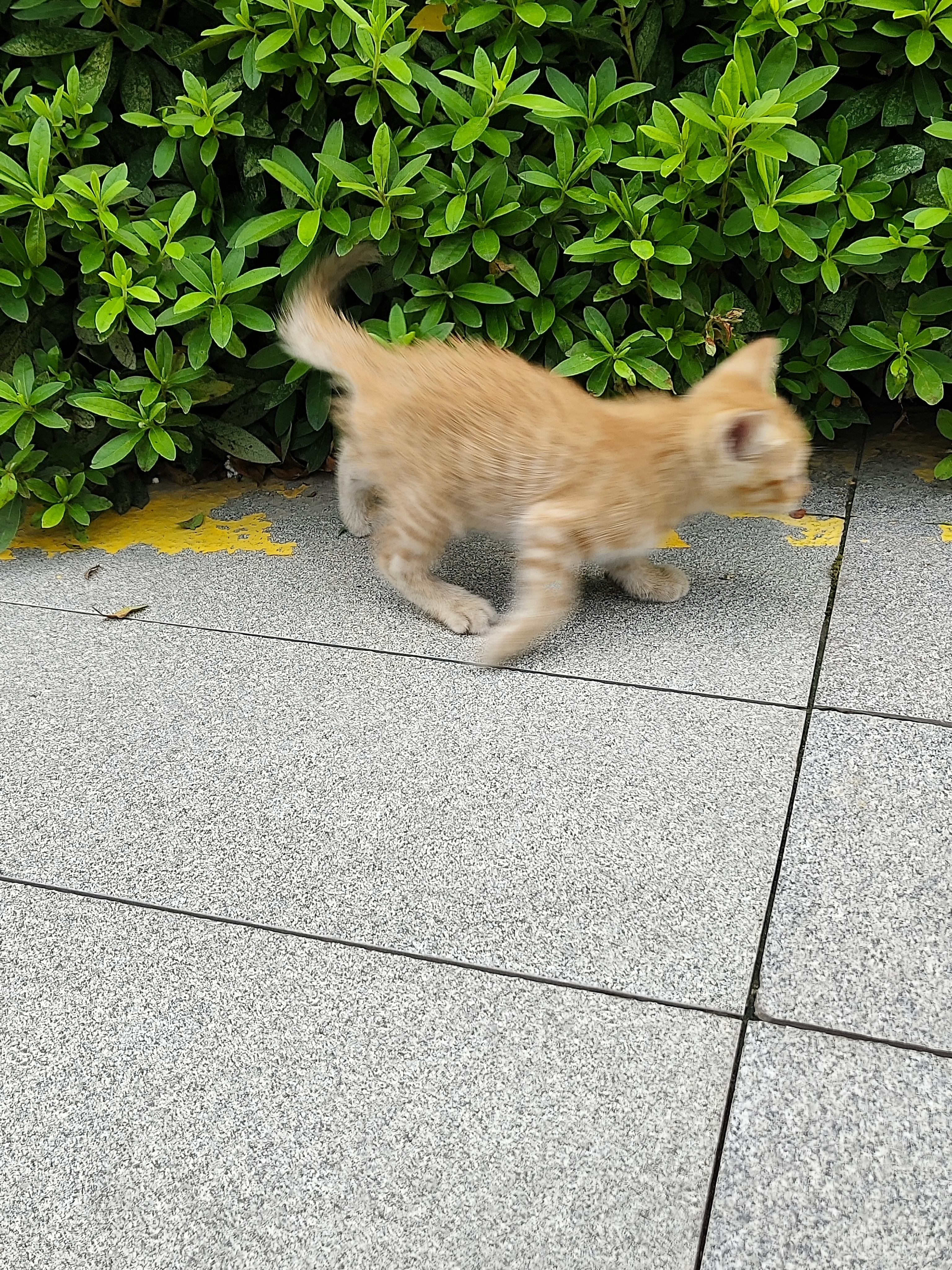 猫猫猫猫猫猫猫猫猫猫猫猫​​​