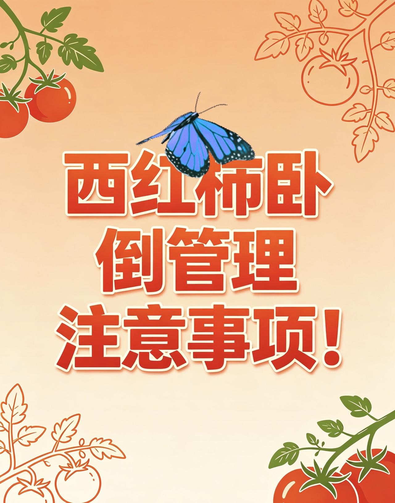 西红柿卧倒栽培注意事项！西红柿种植番茄种植