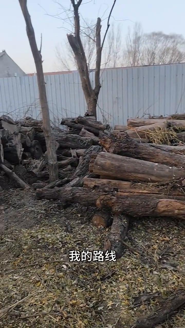 我不知道我这些木头60岁之前能不能干完。跟着我的镜头慢慢的看，这是我的料场，这