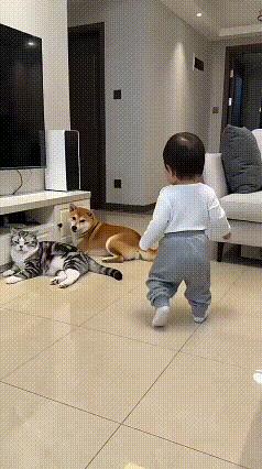 家人们笑不活了！萌娃摇摇晃晃走向柴犬，狗子太热情，直接站起来抬着前爪要贴贴，结果