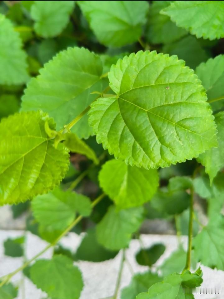 我第一次听说，桑树叶还可以吃！小数曾经有过蚕宝，宝蚕宝宝就是吃桑树叶，桑树其实