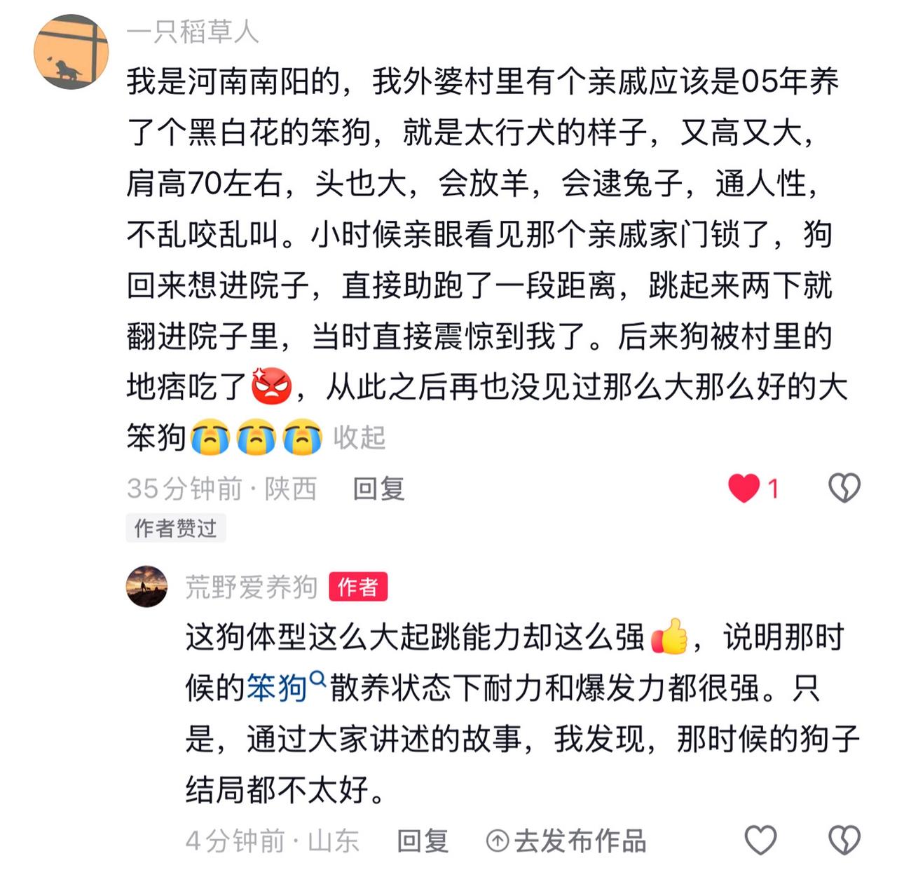 通人性的狗是什么样的？河南网友描述这条北方土狗，威猛高大，会放羊，会捕猎，从不乱