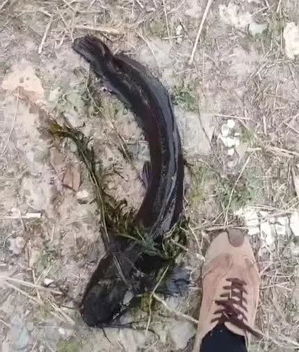 大连西山水库惊现水中异形？这可不是拍电影。一位市民散步时，发现一群黑乎乎