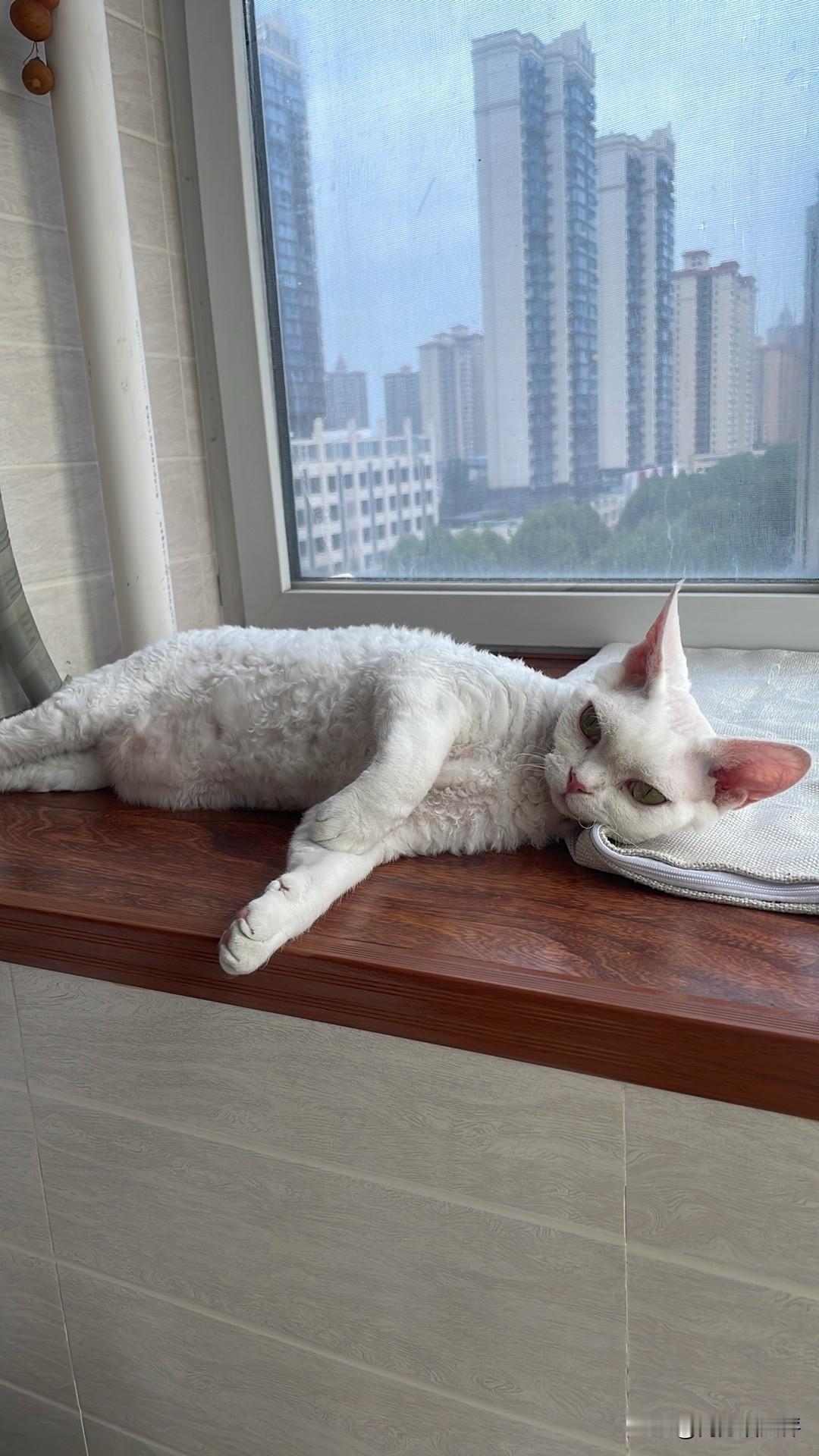 今天的小猫咪，恢复了健康，惬意地找它喜欢的地方睡觉去了。