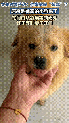 安徽，一女子娘家的狗狗来了，在门口从凌晨等到天亮，终于等到女子开门，狗狗开心的不