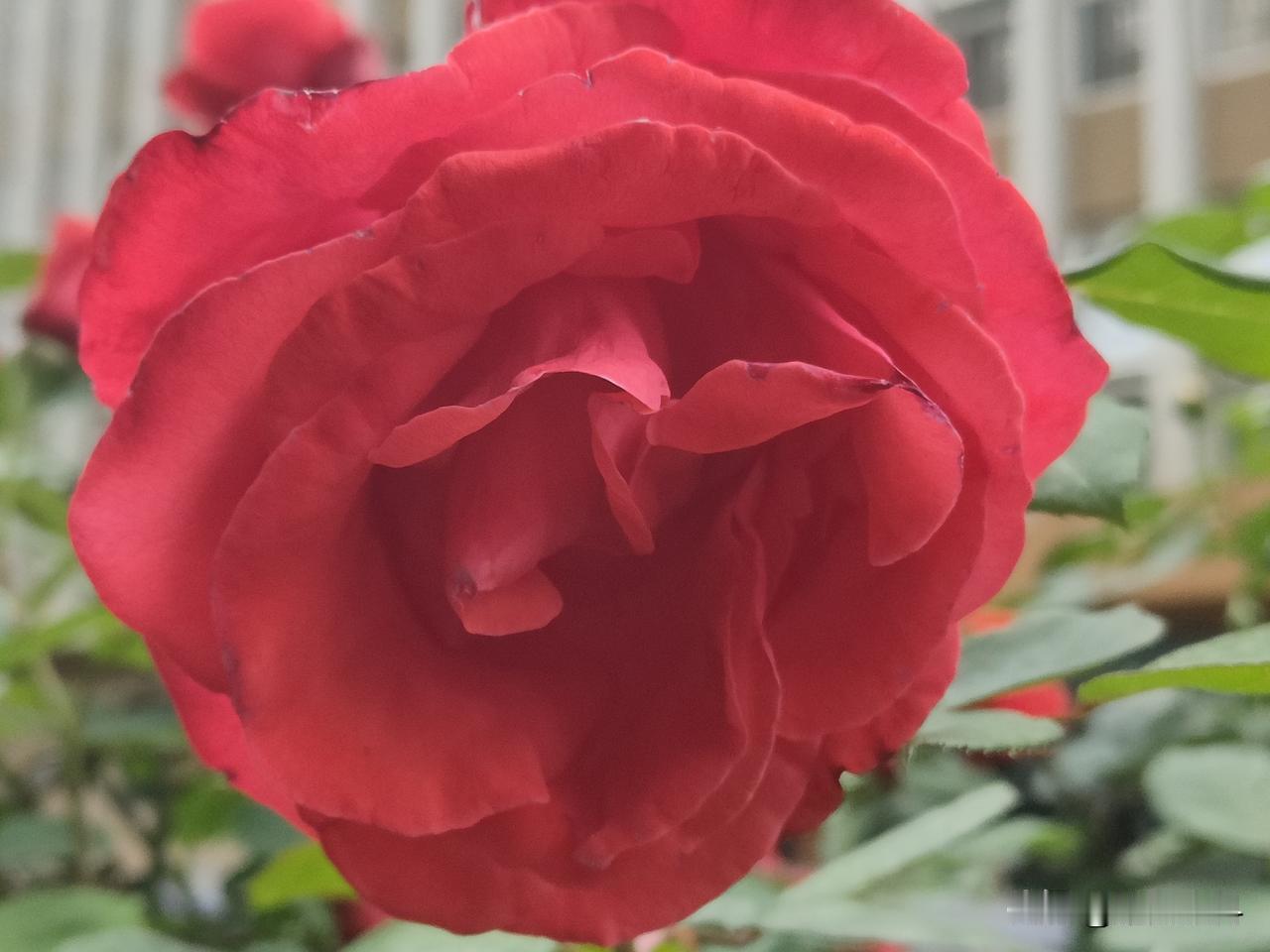 月季与玫瑰非常相似，许多人都分不清，其实从花朵上就可以很容易区分。月季花大色艳，