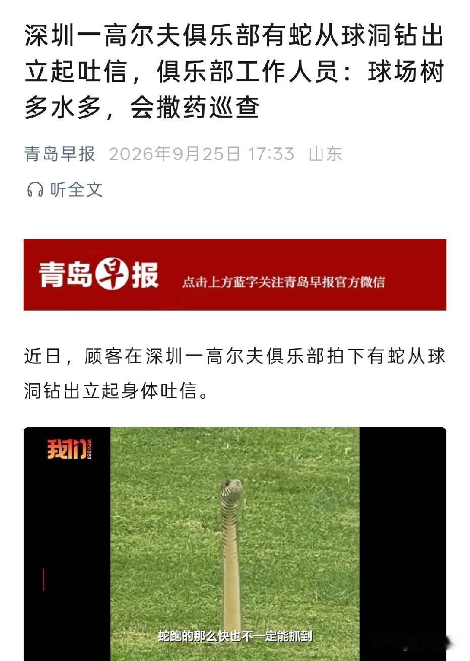 深圳，顾客去高尔夫球场打球时，突然看见一条蛇从球洞里钻出来，蛇直接立起身子，不停