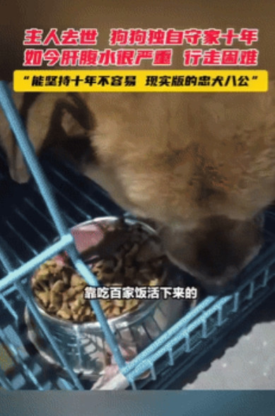 万物有灵！江苏，男子一辈子无儿无女，和大黄狗相依为命，10年前男子去世后，大黄就