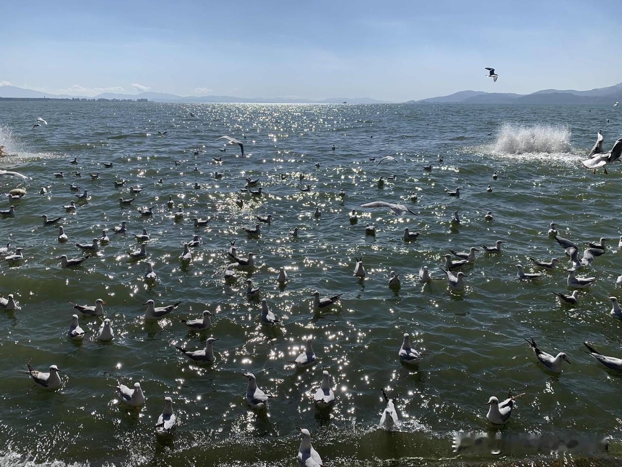 喜欢吗？昆明滇池，去年的11月，让我快乐的心情瞬间爆表。就是现在的季节，