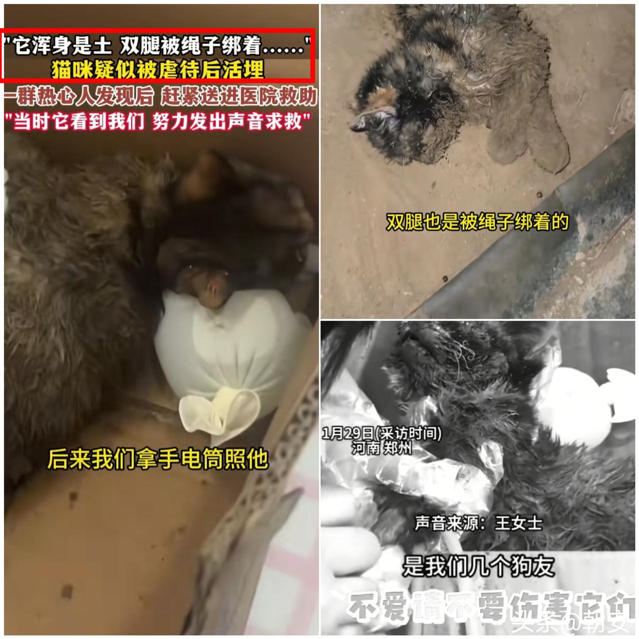 丧心病狂！再怎么不喜欢小动物，也不该用这么残忍的方式对待一条小生命。