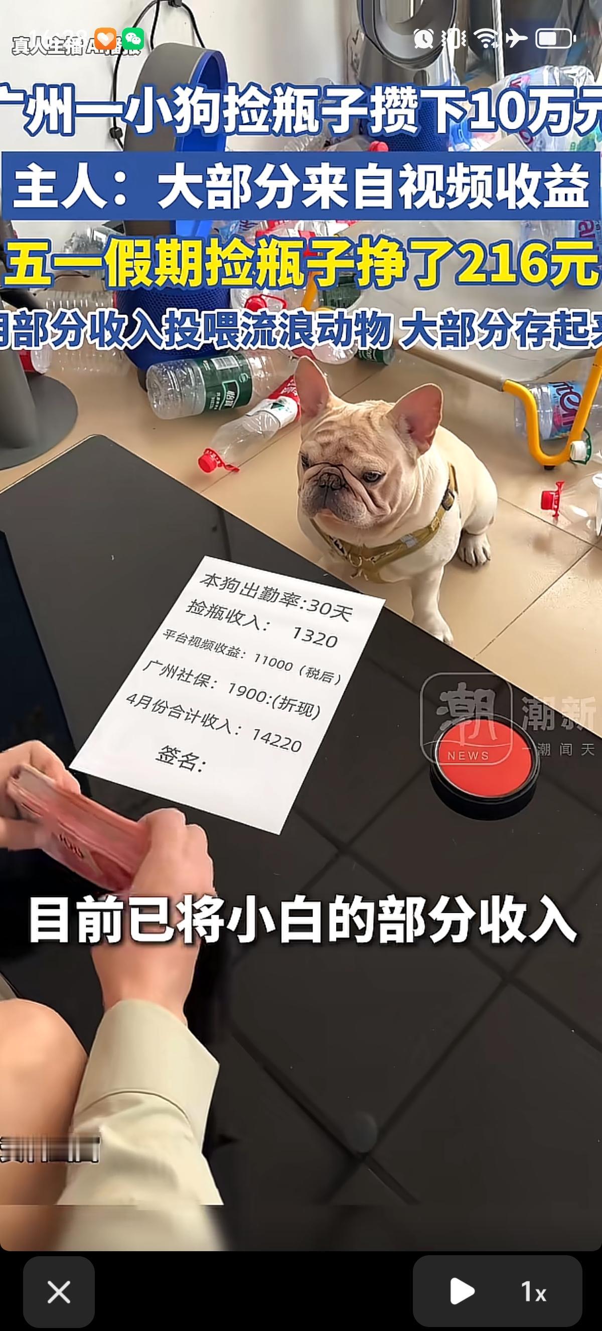 广州一只叫小白的小狗靠捡瓶子给主人赚了10万块钱，小白从几个月大就爱上捡瓶子，每