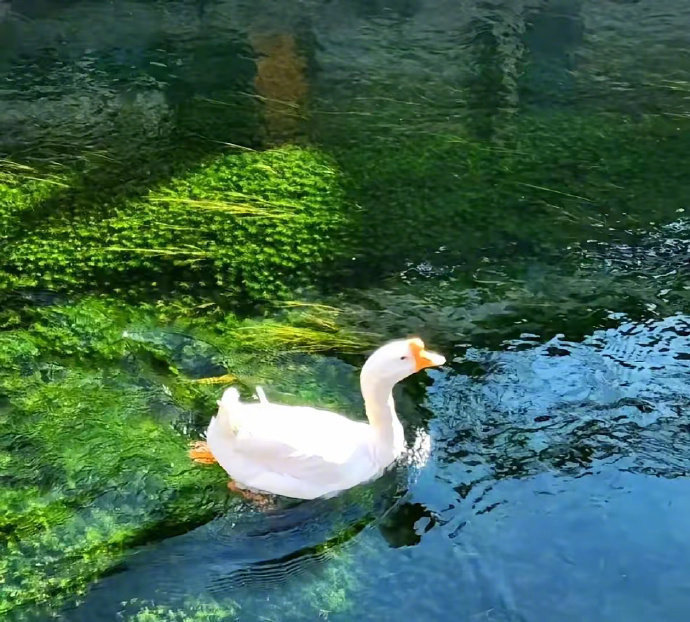一半是夏日余温，一半是秋风轻抚。