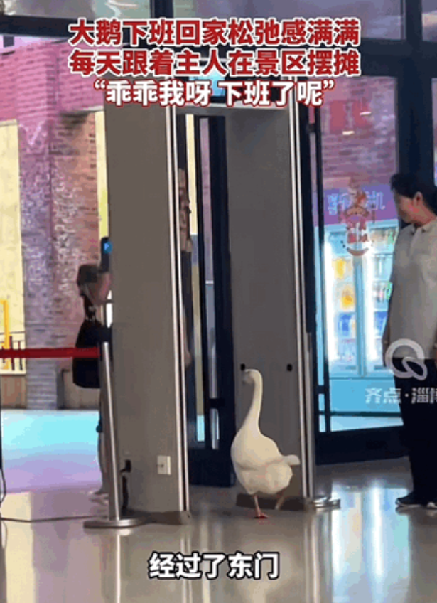 山东淄博，女子有一只形影不离的大鹅，大鹅每天都会跟着主人在景区摆摊，主人给它取名