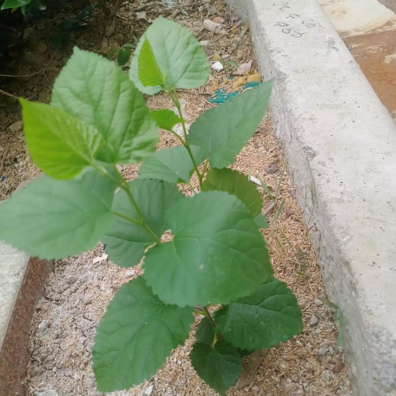 上半年，印度借反恐和巴基斯坦大打出手，输惨了！印度很憋屈，做梦都想翻盘，巧了，新