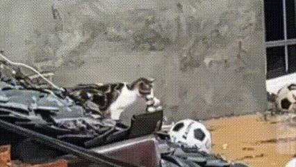 贵州榕江，洪水快淹到屋顶，猫妈妈叼着小猫，试图转移到安全的地方，望着屋檐下的水，