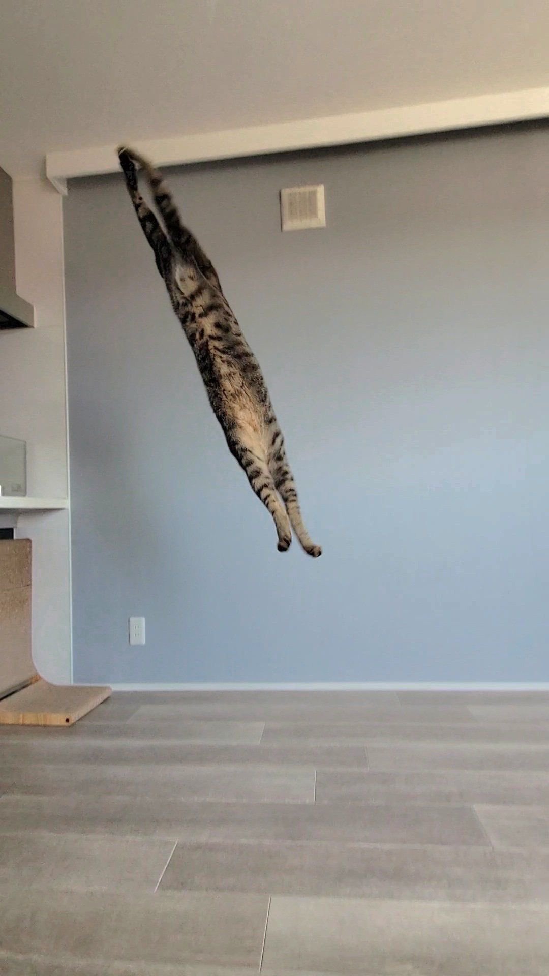 飞猫​​​