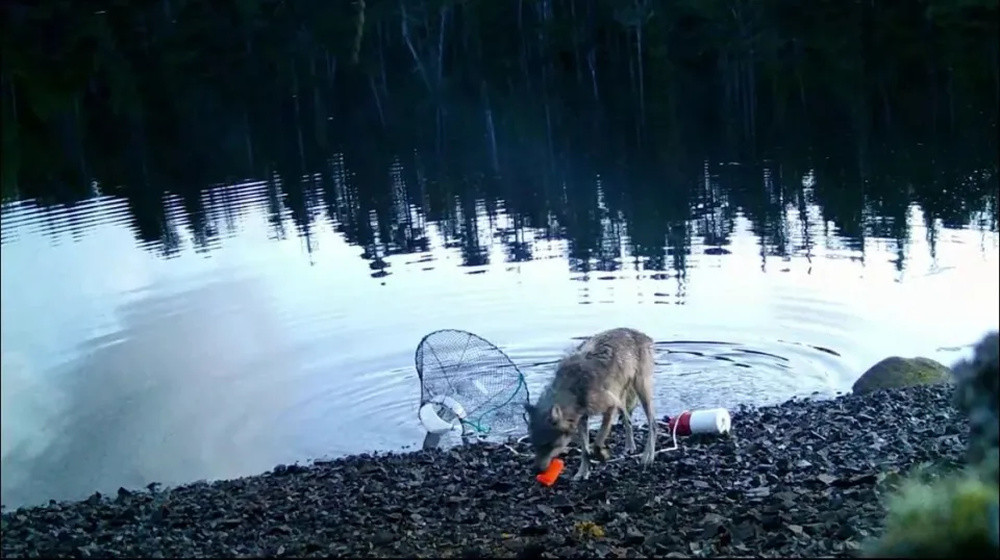 研究人员或首次拍摄到野狼使用工具画面