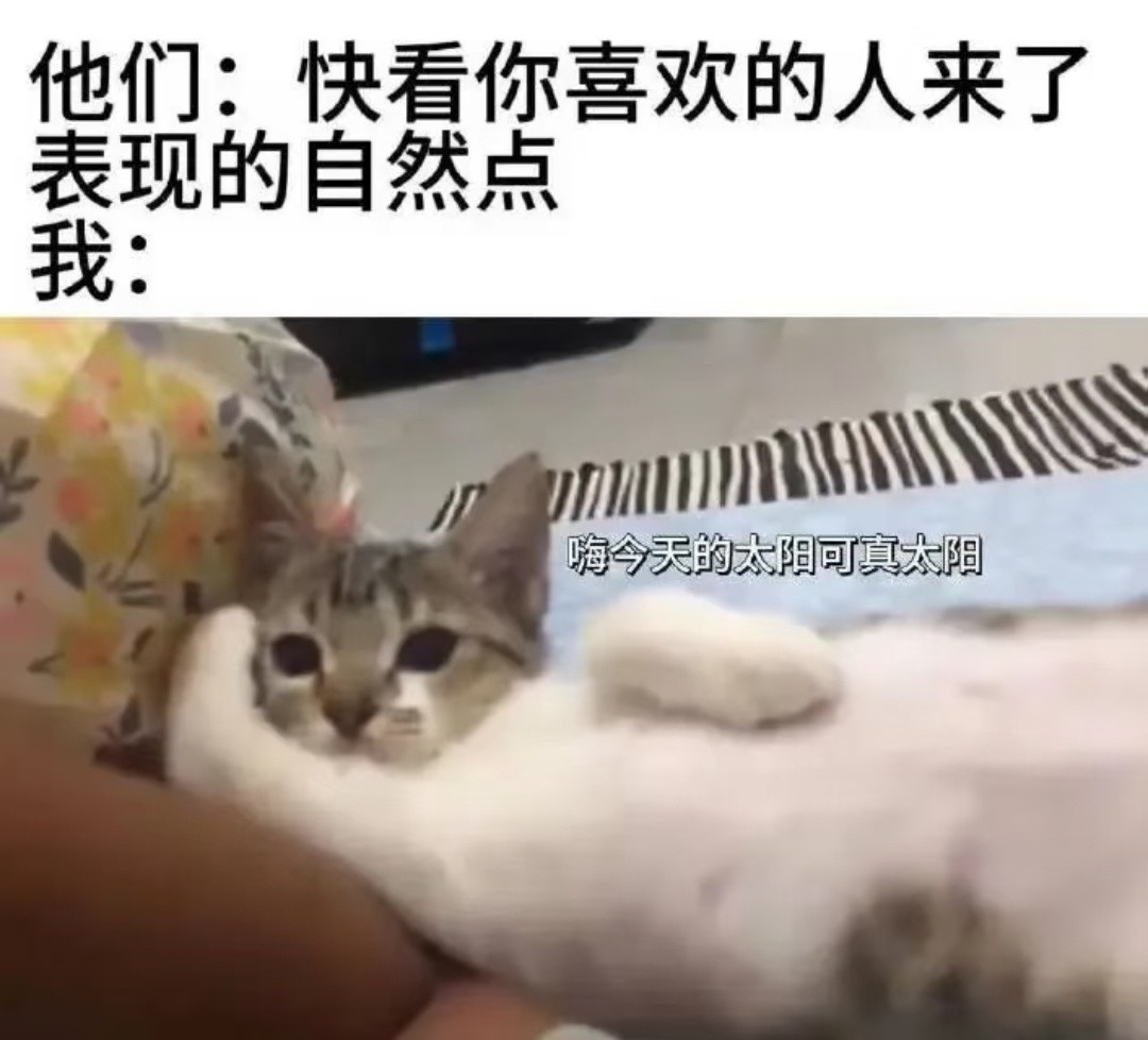 每日meme