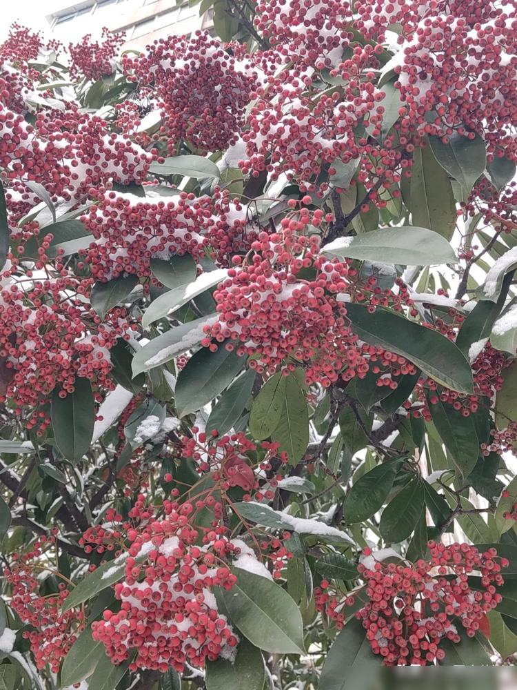 麻团儿穿衣服不挑剔，只要穿着舒服就行。但是鞋子就不行了，那不是挑剔，是相当挑剔。