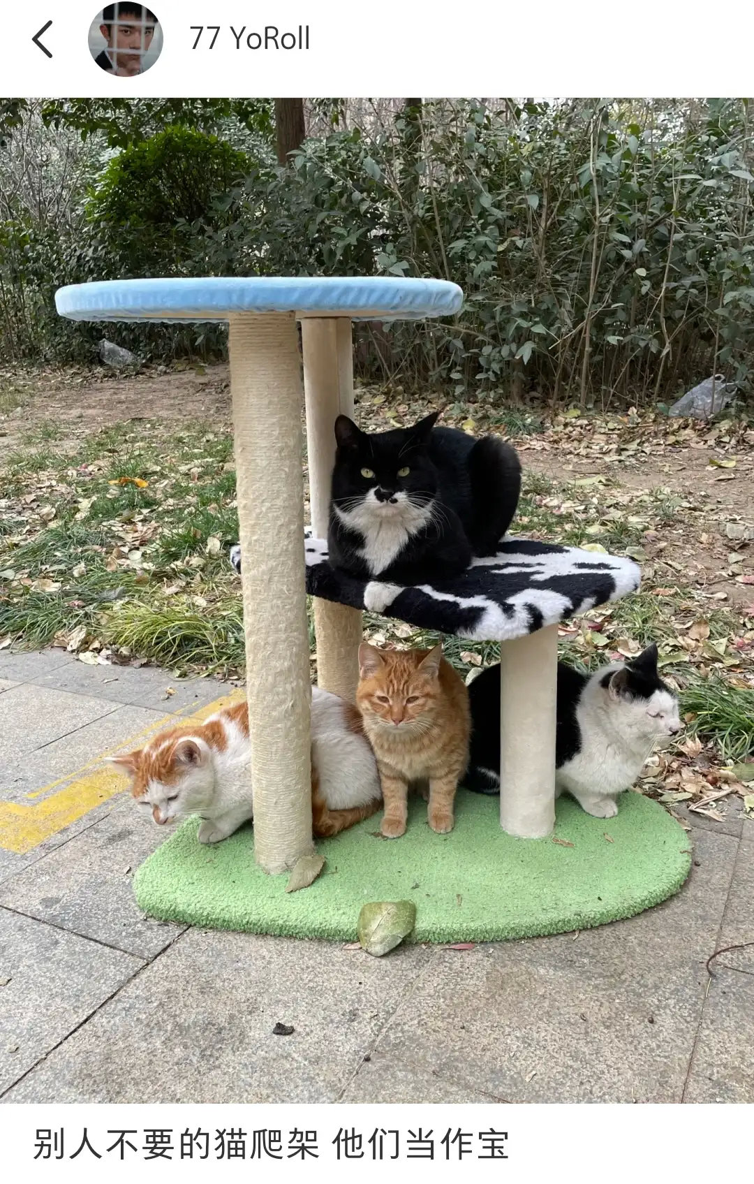 别人不要的猫爬架，它们当成宝，看着好辛酸啊！