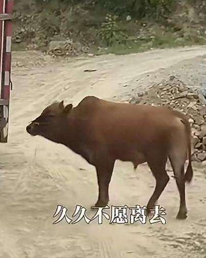 破防了！5月8日湖北丹江口，母牛被买家拉去宰杀，朝夕相伴的公牛当场失控，一路狂追