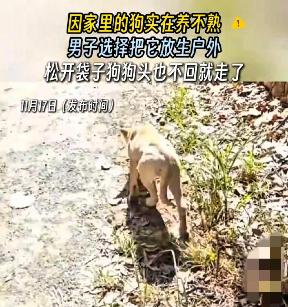 河南大哥放生狗狗的操作，看完真是又无奈又唏嘘！掏心掏肺养了好久，狗狗却始终不