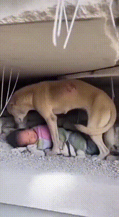 破防！狗狗用身体撑起废墟守护幼崽，这份不离不弃是世间最暖的爱谁看了不泪目！