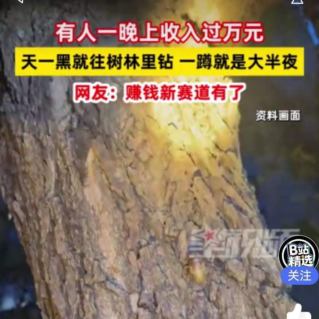 240元/斤！浙江男子半夜不睡觉，钻进树林抓了一大盆！近期泛滥，有人一夜收入过万