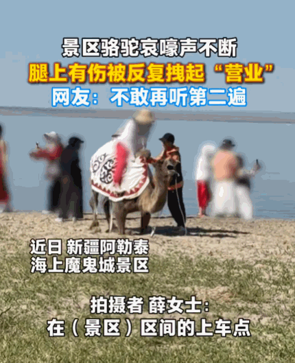 太没人性了！6月17日观察者网报道，新疆阿勒泰，一女子正在游玩，突然听到骆驼哀嚎