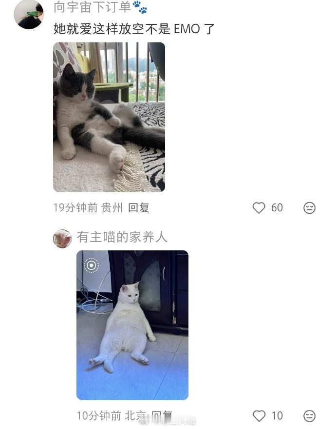 肯定很多人去找老板说这猫被夹住出不来了