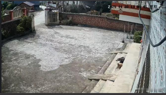 广东，男子在监控里看到老家独自生活的狗子，心里无限感慨。在父亲去世后，母亲跟随哥