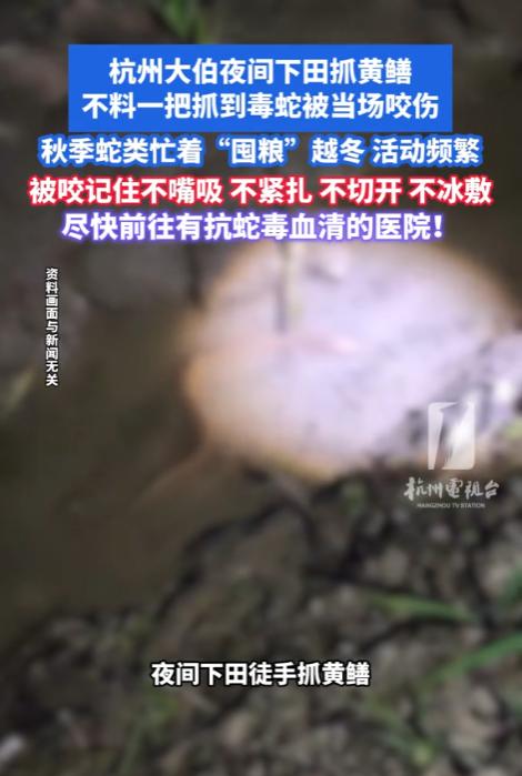 “太险了！”10月9日报道，浙江杭州，一大伯在晚上下田抓黄鳝，他用手摸索时，一阵