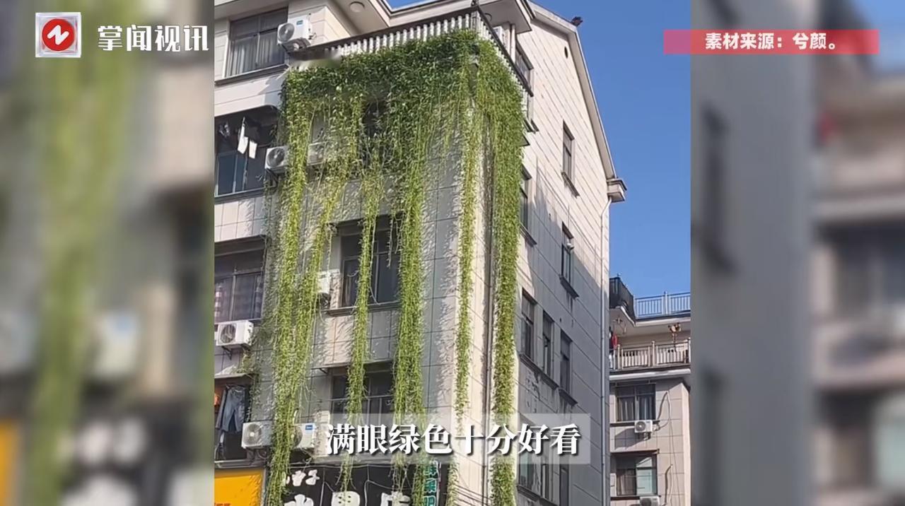 “天上掉馅饼了！”近日，浙江金华，一位住在5楼的居民在阳台上养了空心菜，没想到短