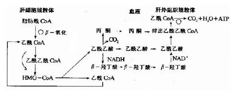 酮体补充剂是灵丹妙药还是炒作?