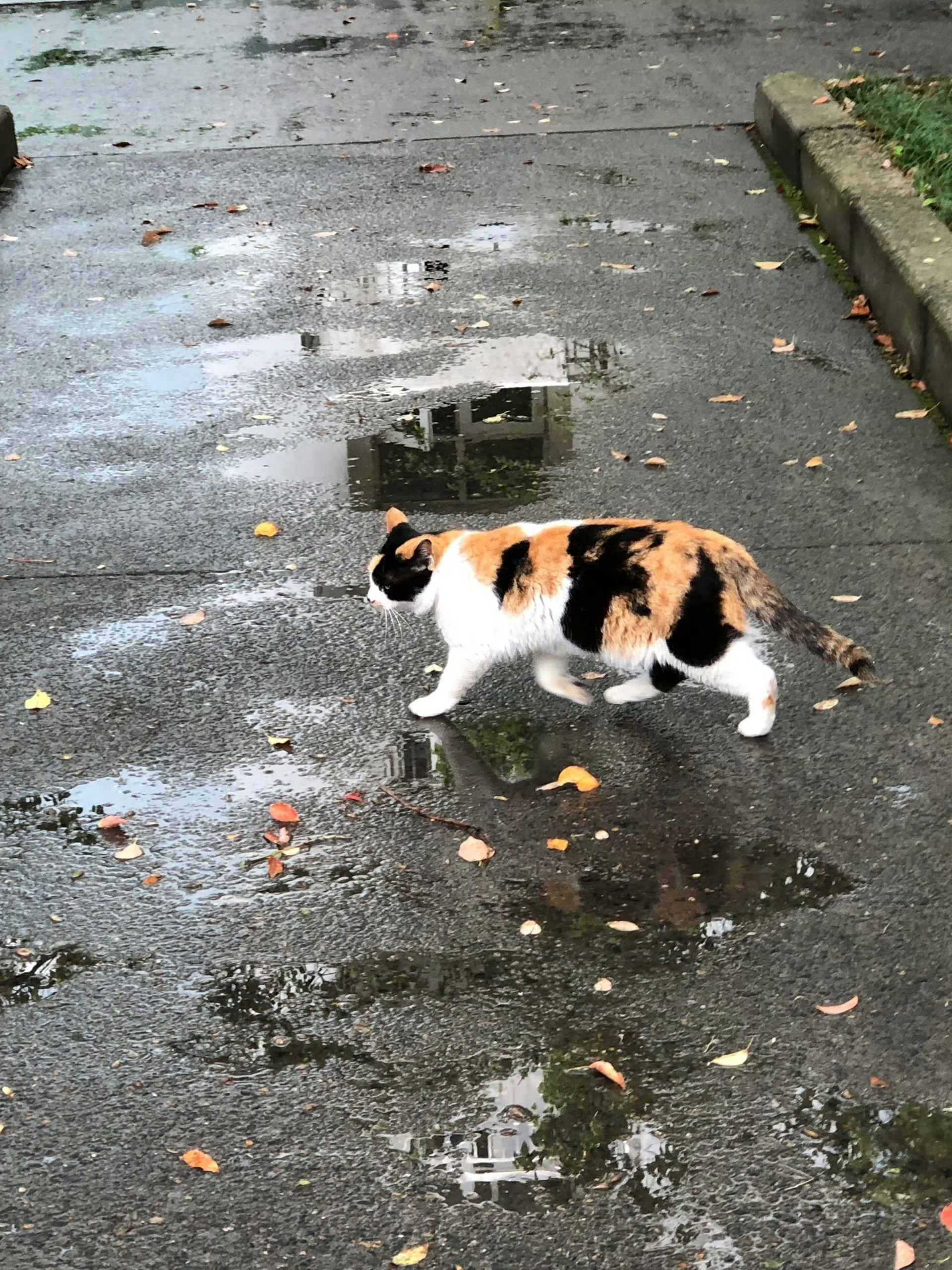 下雨天，猫咪穿着小白鞋出门，每一步都格外得小心…🙃[扁嘴][抱抱]​​​