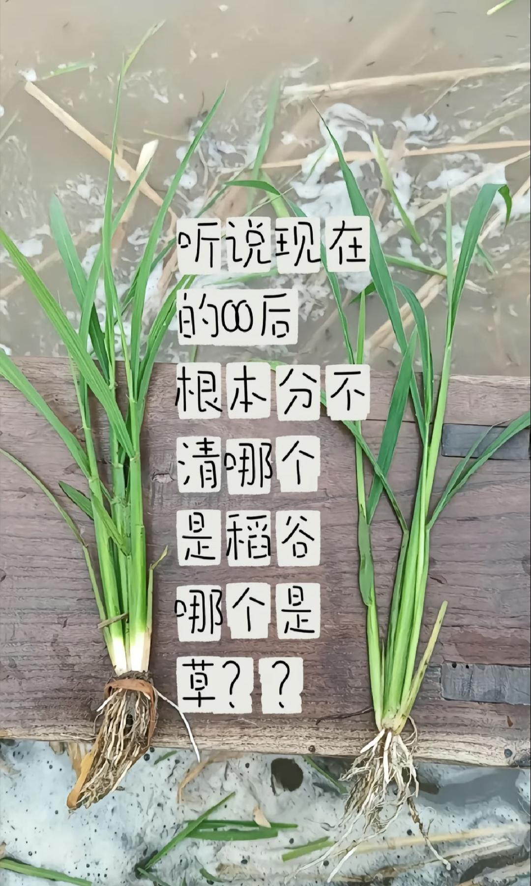 听说现在的00后根本分不清哪个是稻谷哪个是草？？80后的我，也分不清楚?你们分得