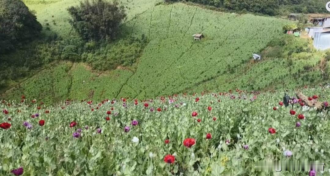 缅甸掸邦的罂粟田失控了！数十万亩罂粟田，在缅甸掸邦区域，盛开着花朵。这里是多