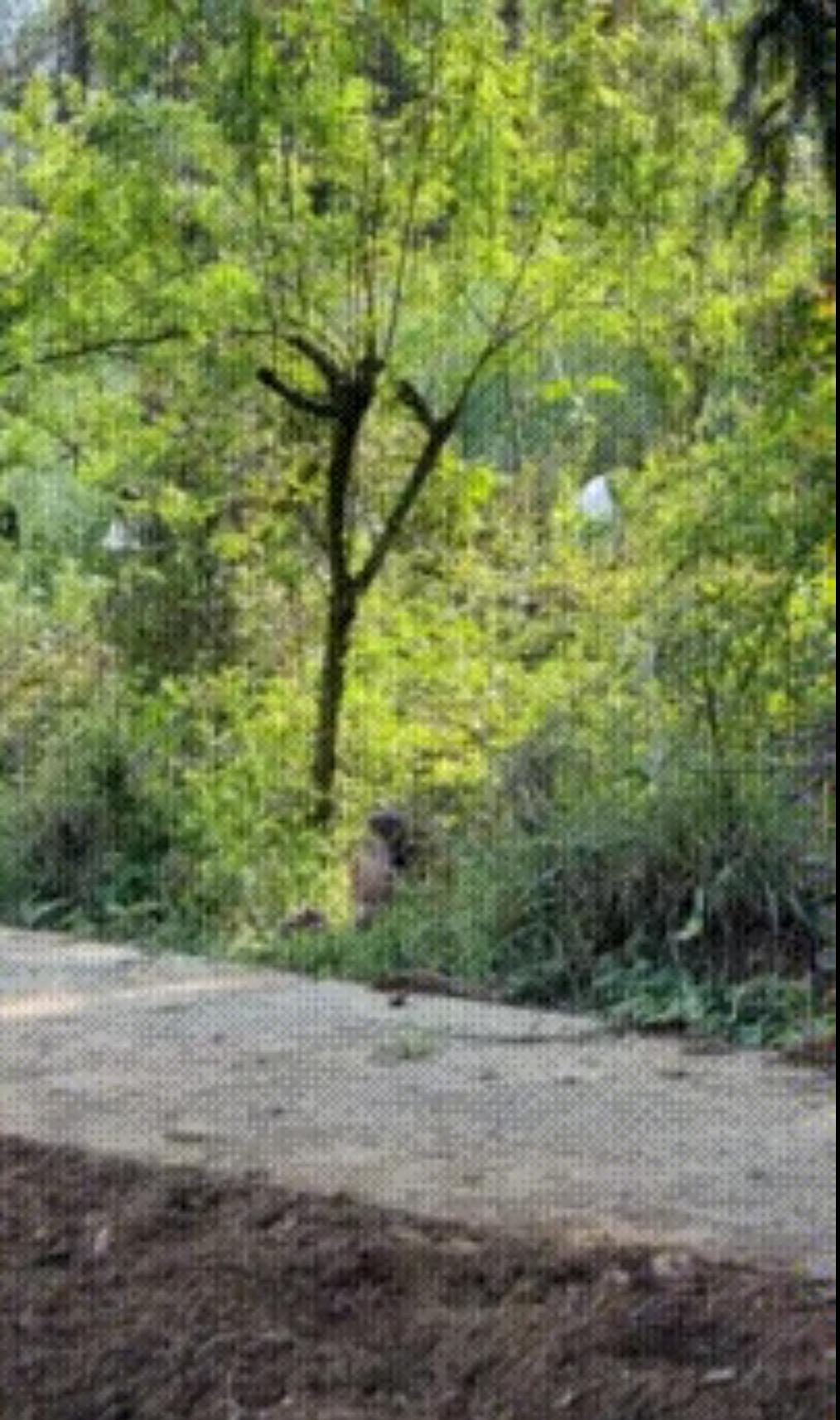 敢在如此开阔地方便的人会被这样的小狗吓得屁滚尿流？