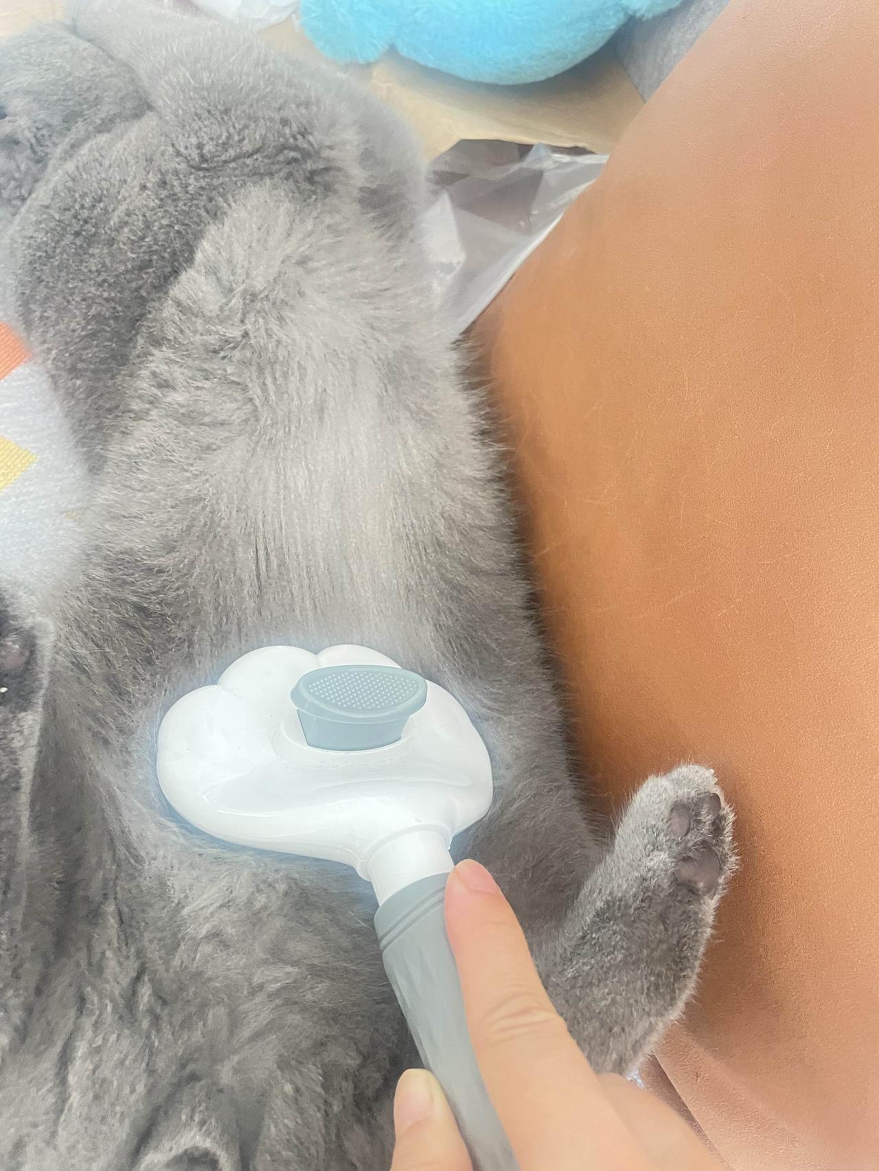 能晒一下你家猫咪慵懒的样子吗我靠在沙发上刷手机，猫咪轻手轻脚跳上来，先“喵”了一