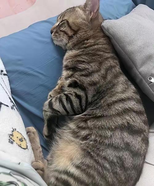都说猫不认主，可我妈养了十年的那只狸花，偏偏就认了。妈妈离开人世已经半个月了，今