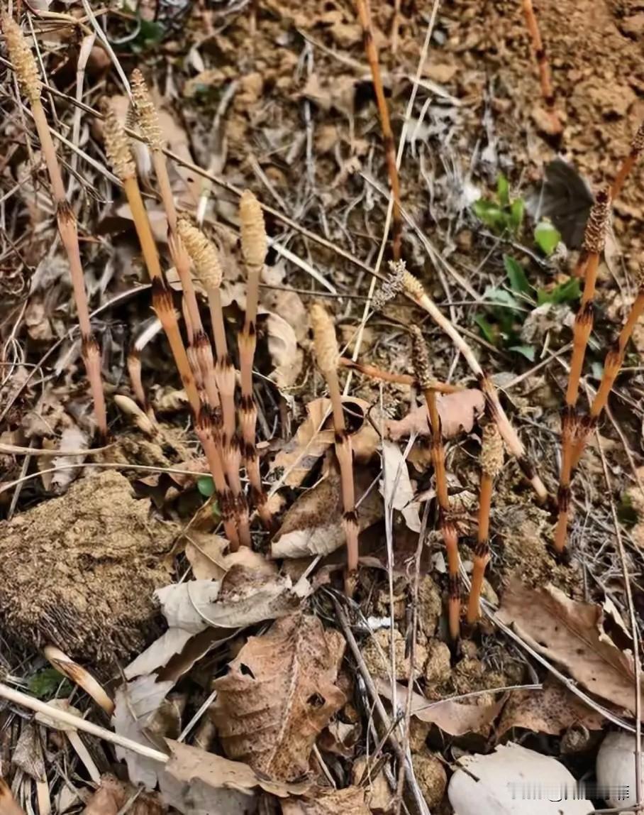 辽宁，8岁男孩和家人在山上挖野菜时，突然指着一片杂草说：“这是问荆草，这种草的下