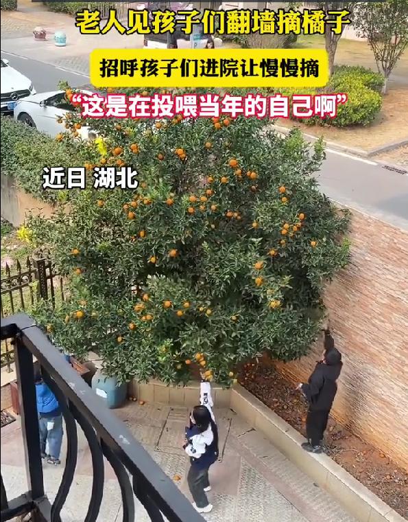 老人见孩子翻墙摘橘暖心招呼进院温柔包容才是最动人的善意最近湖北一位老人的做法