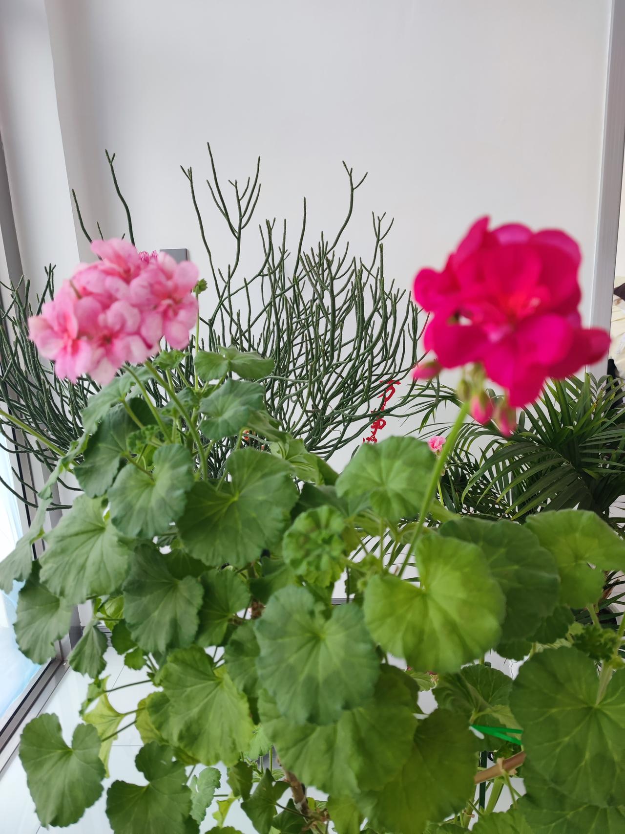 就找个有钱的，没钱的再好也不嫁！朋友的女儿离婚了，原来的婆家经济条件挺好，